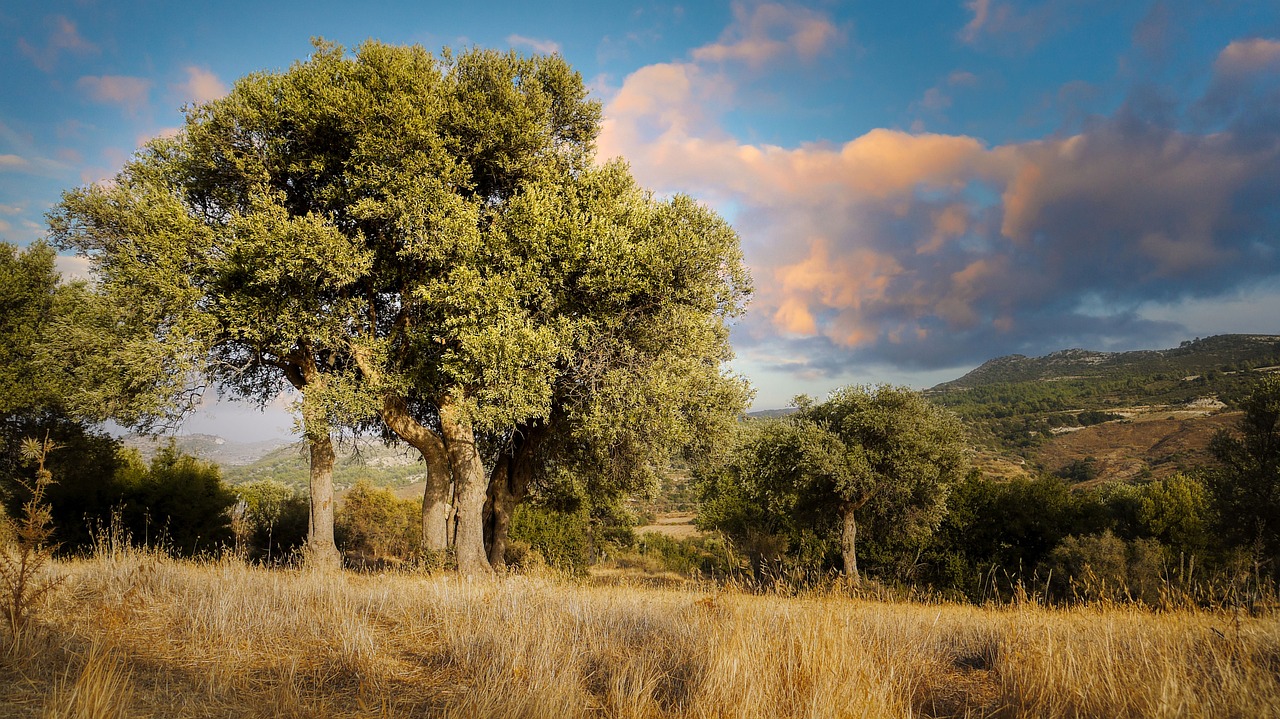 Oak trees in the Toledo dehesa at sunset