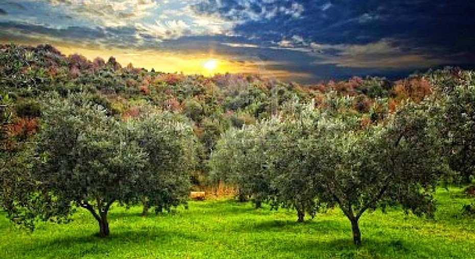 Campo de olivos en la campiña toledana al atardecer