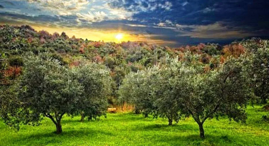 Campo de olivos en la campiña toledana al atardecer